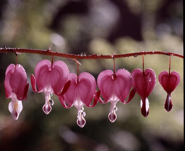 Lupine Flowers with Dewdrops Watering Heart