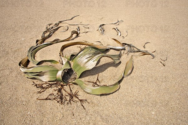 Welwitschia Plant Welwitschia mirabellis Namib Desert Namibia