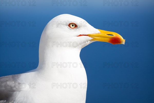 Yellow-legged gull