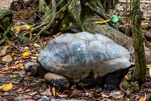 Aldabra giant tortoise