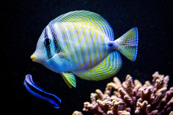 Atlantic blue tang