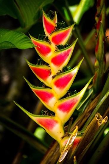 Rainbow-heliconia