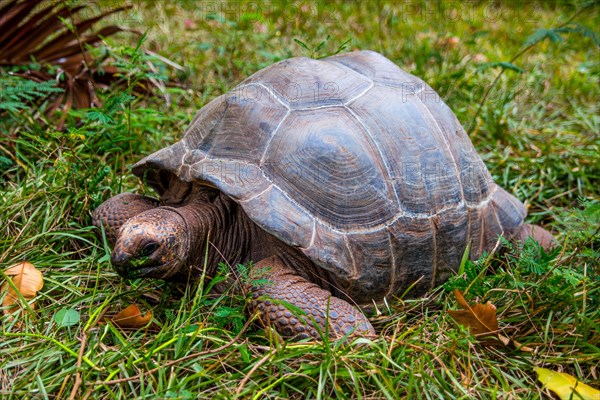 Aldabra giant tortoise