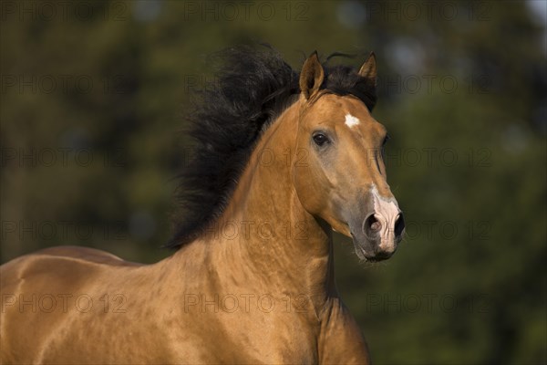 Pura Raza Espanola stallion dun with flowing mane in moving portrait