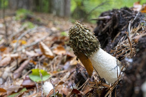 Common stinkhorn