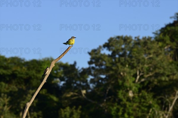 Great kiskadee