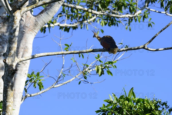 Hoatzin