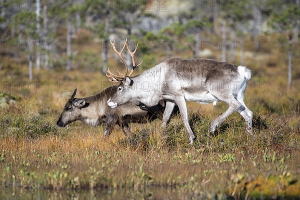 Reindeer