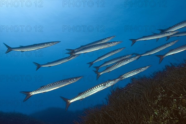 European barracuda