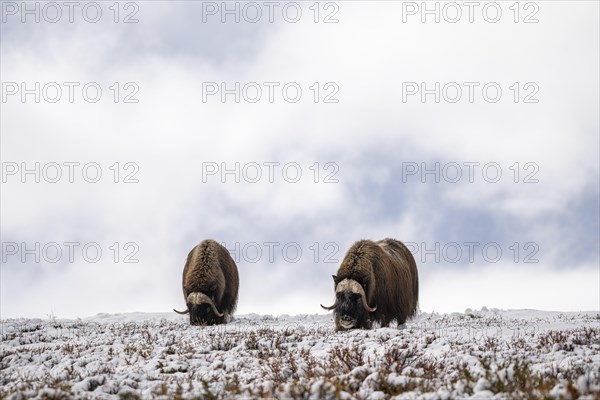 Musk Ox Photo12 imageBROKER Robert Haasmann