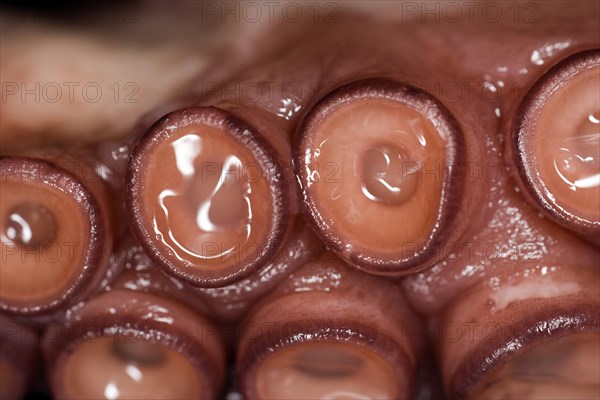 Close-up of the suction cups of an octopus