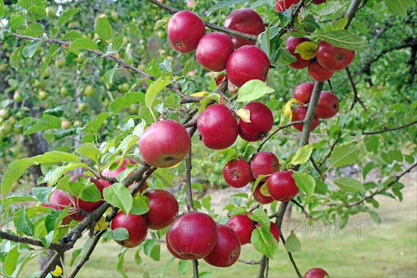 Ripe red apples