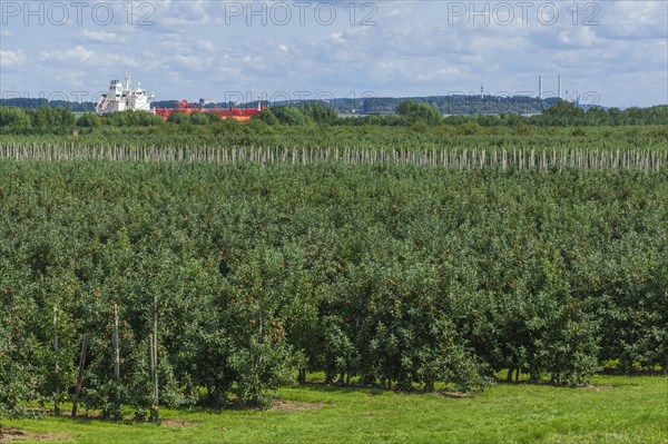 Apple orchard with Elbe