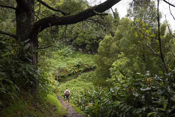 Hikers on the way to the Salto do Prego waterfall past the large-leaved perennials of the butterfly ginger