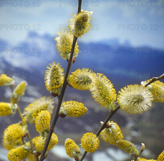 March catkins