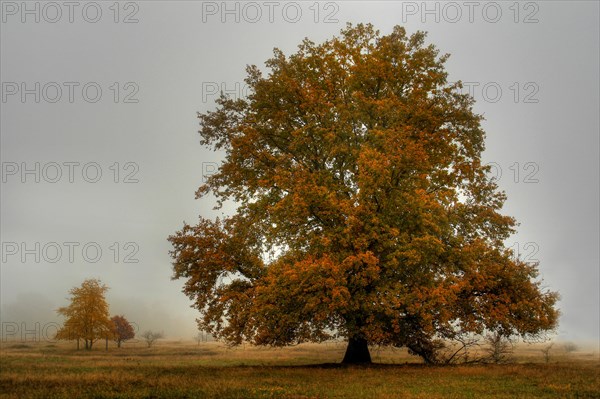 Sunrise in autumn 2007 in the nature reserve Hainberg near Fuerth in Middle Franconia in Bavaria in Germany