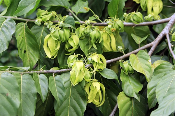 Ylang-Ylang Tree Ylang-Ylang Cananga Odorata Flower Bloom Madagascar Nosy Be