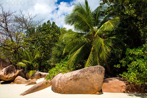 Dream beach with granite rocks and palm trees