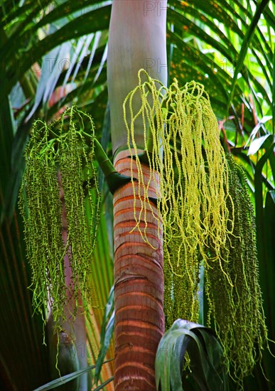 Palm tree with flowers and fruit