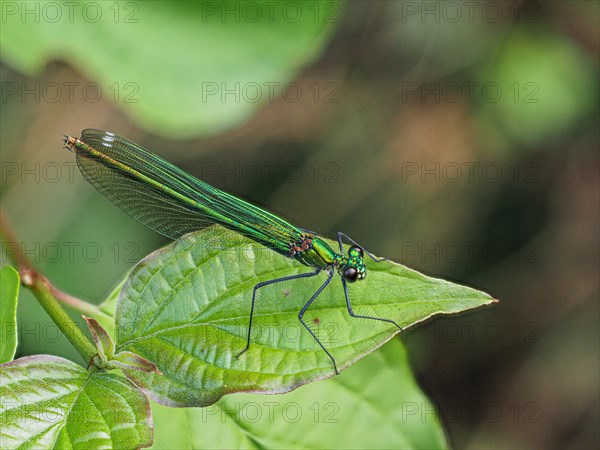 Banded demoiselle