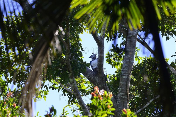 American harpy eagle