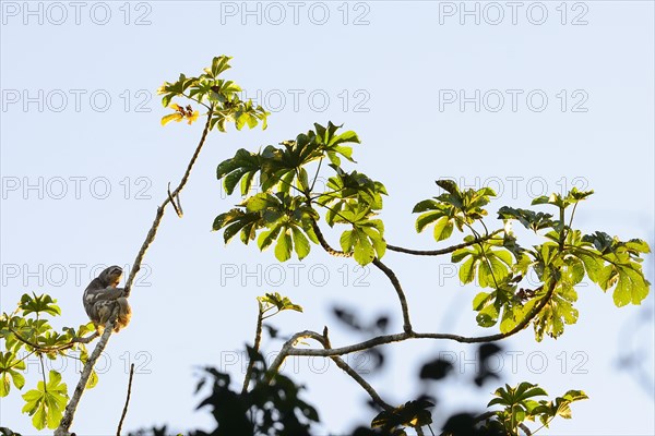 Brown-throated sloth