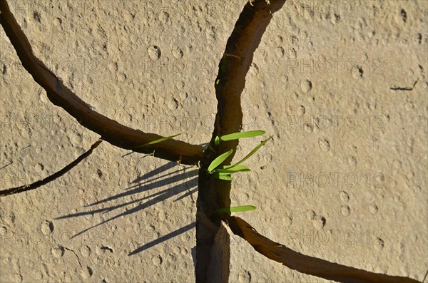 Grass blade growing out of dry crevice