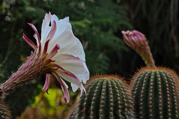 flower of queen of the night