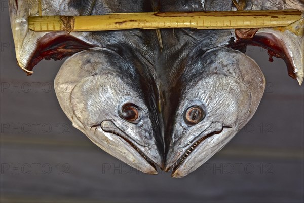 Opened dried fish between bamboo sticks