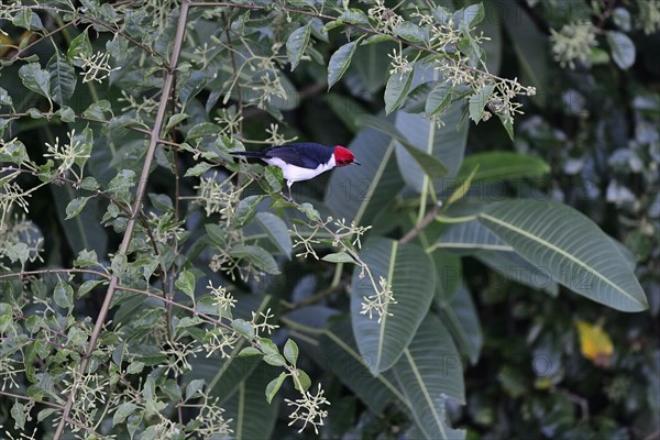 The red-capped cardinal