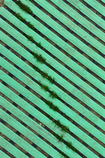 Board-like flooring made of green plastic with grass growing through