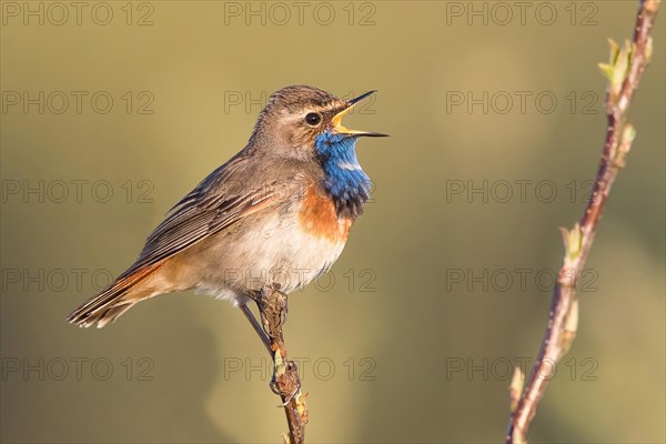 Bluethroat