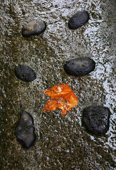Colourful maple leaf lying on wet stone ground