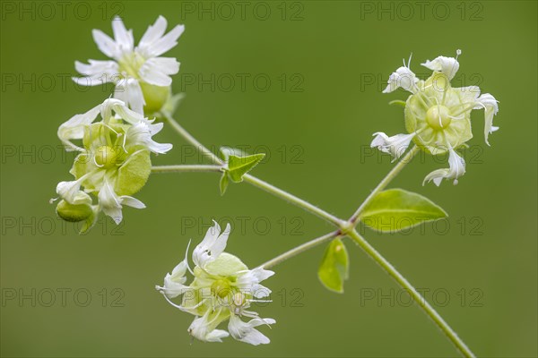 Silene baccifera