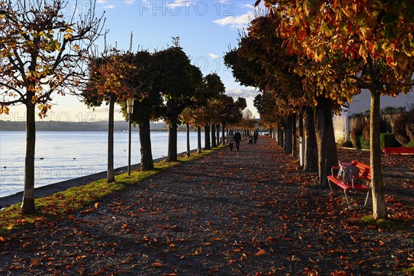 Avenue of trees on Lake Zurich in autumn mood
