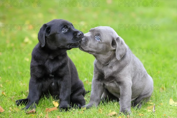 Labrador domestic dog