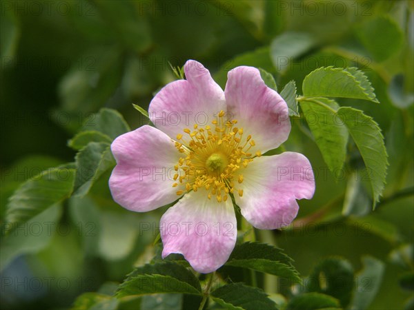 Dog rose