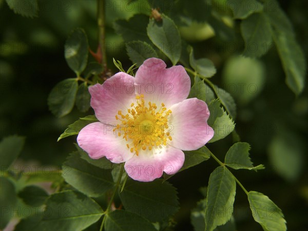 Dog rose