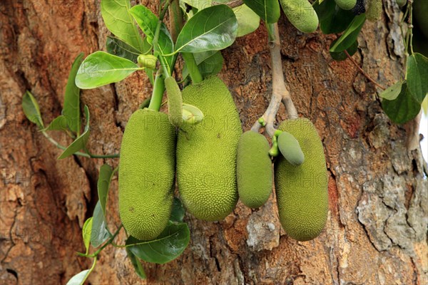 Jackfruit tree