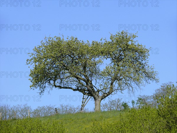 Apple tree with old wooden ladder in spring