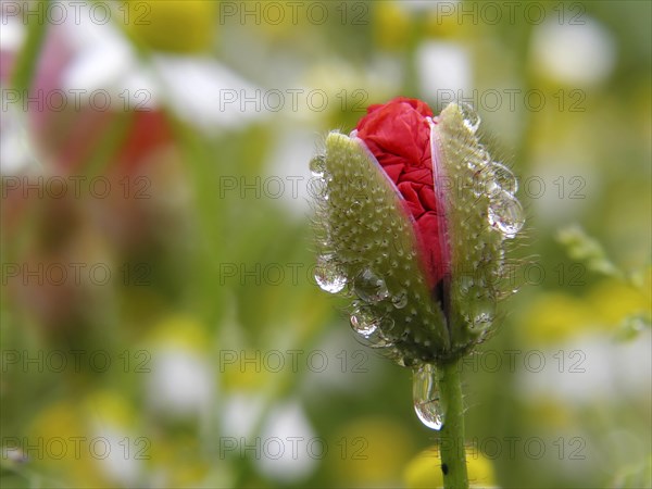 Poppy flowers