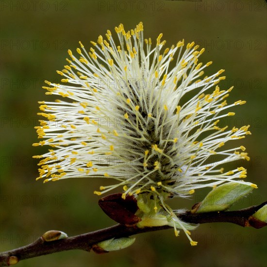 Goat willow