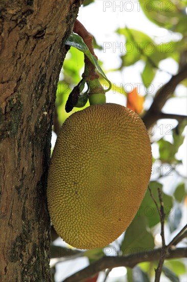 Jackfruit tree