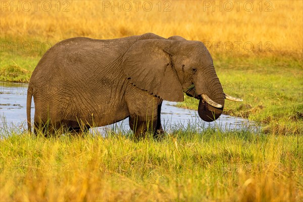 African elephant