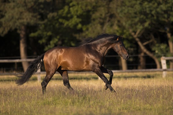 Brown Pura Raza Espanola stallion at a calm gallop on the summer pasture