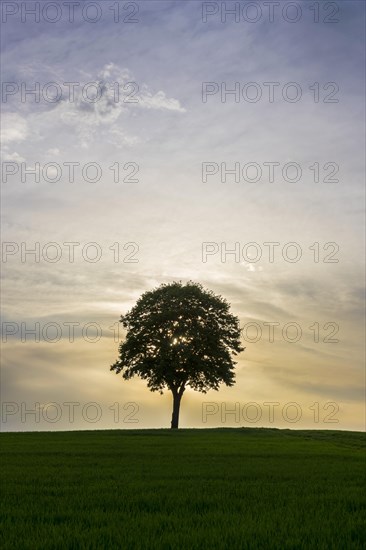 Norway maple