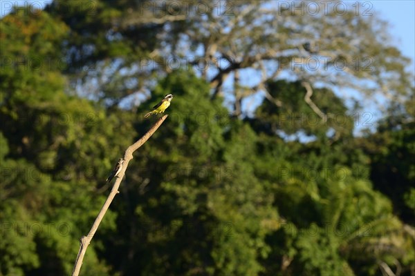 Great kiskadee