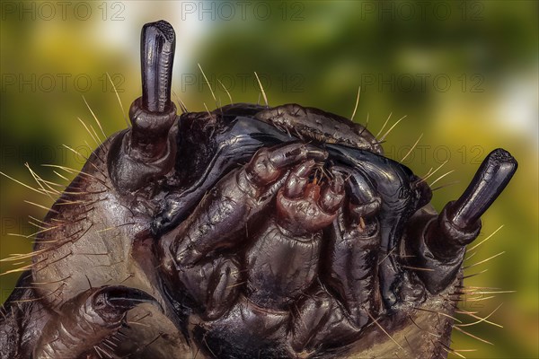 Head of a mealworm