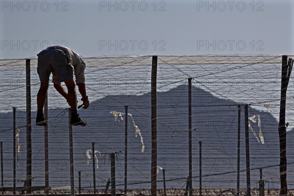 Man repairing roof of tomato tent