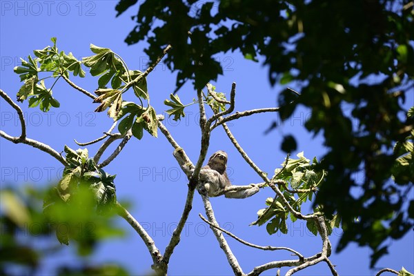 Brown-throated sloth